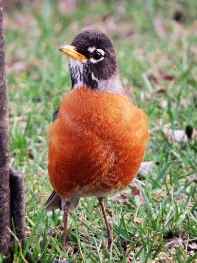 Red Robin - Birds and Blooms