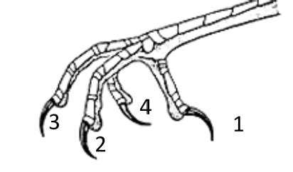 Lab 1 Non Passerine Birds Combined Flashcards Quizlet