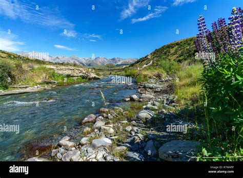 Arthurs Pass National Park Lupins Hi Res Stock Photography And Images