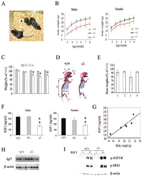 Growth Defects Of Safb1 Ϫ Ϫ Mice A Six Week Old Safb1 Ϫ Ϫ