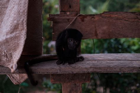 A Luta De Ribeirinhos No Xingu Contra A Constru O Da Maior Mina De