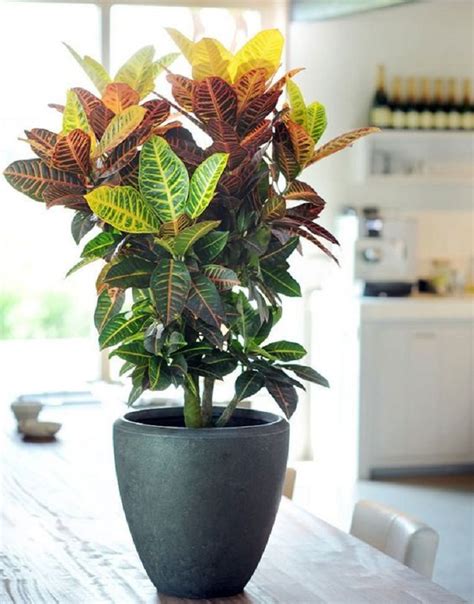 10 plantas para ter em casa charmosas e fáceis de cuidar Lider Interiores