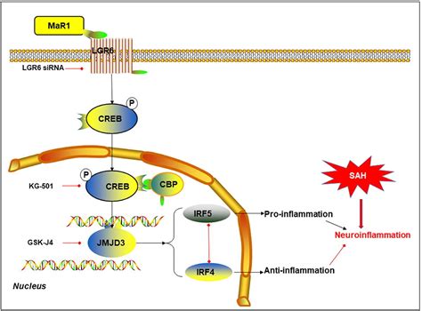 Maresin 1 Activates LGR6 To Alleviate Neuroinflammation Via The CREB