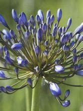 Agapanthe Black Pantha Agapanthus Le Jardin Du Pic Vert