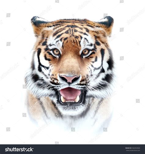 Tiger Face On White Background Stock Photo 560354920 | Shutterstock