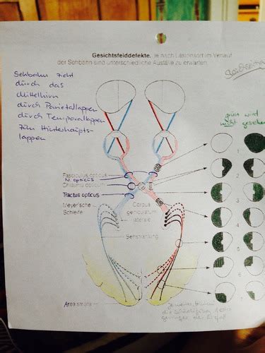 Ina Neurologie Karteikarten Quizlet