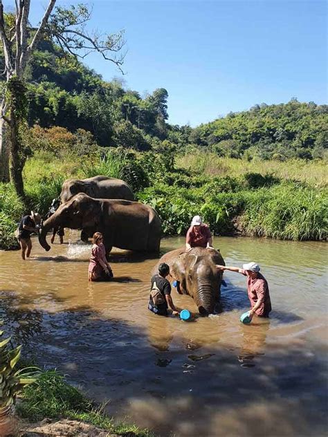 Los Mejores Santuarios De Elefantes En Chiang Mai