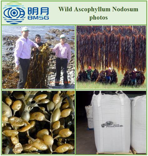 Qingdao Bright Moon High Quality Ascophyllum Nodosum Seaweed Extract