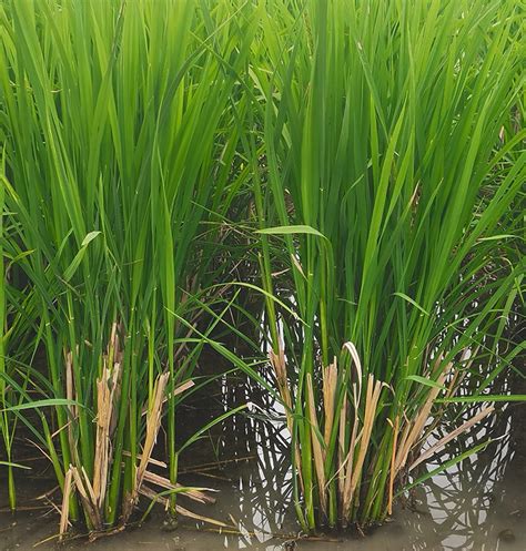 Why Perennial Rice Can Be A Game Changer For Farmers In China And