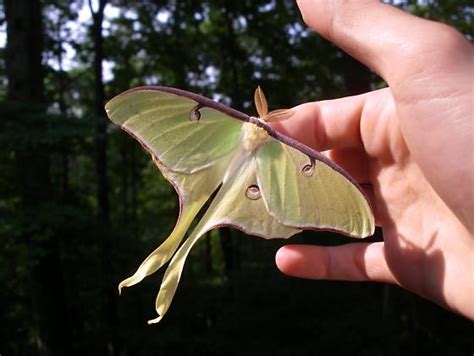 Luna Moth Actias Luna Bugguidenet