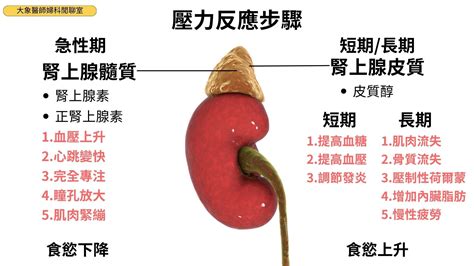 【大象醫師 周維薪】睡眠品質總是不好 小心腎上腺疲勞找上門！ 問8健康諮詢