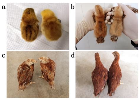 Genome-Wide Association Study Identifies Candidate Genes for Stripe