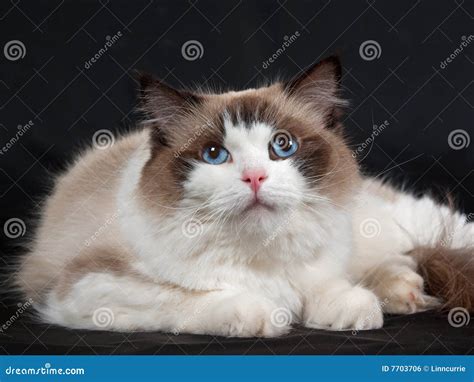 Ragdoll Cat Seal Bicolor On Black Velvet Stock Photo Image Of Blue