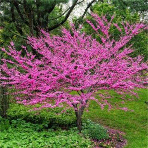 Redbud Eastern Single Stem