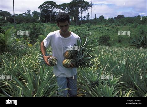 pineapple plantation Costa Rica Stock Photo - Alamy