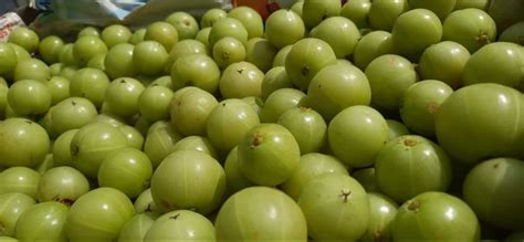 Lemon A Grade Fresh Green Amla Packaging Size Kg Packaging Type