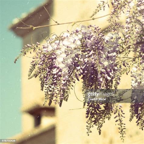 49 Hirvi Stock Photos, High-Res Pictures, and Images - Getty Images