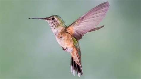 Broad Tailed Hummingbird Identification And Characteristics