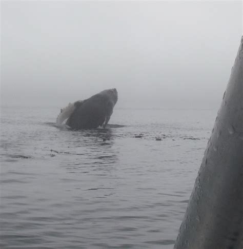 Humpback Whale breaching close to boat | Grizzly Bear Tours & Whale ...