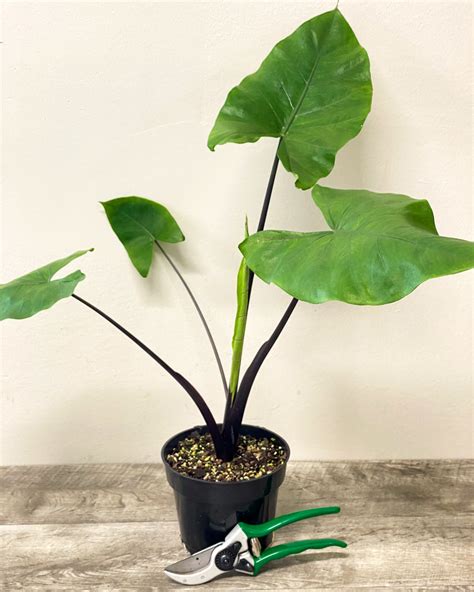 Buy Alocasia Macrorrhiza Black Stem Elephant Ear Free Shipping