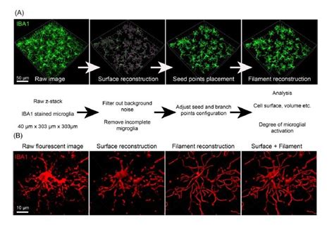 Three Dimensional Reconstruction Of Microglia Surface And Filaments