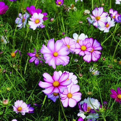 Cosmos Seeds Picotee Flower Seeds In Packets And Bulk Eden Brothers