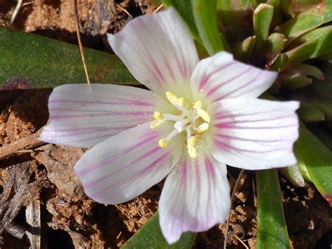 Short Sepal Bitterroot Lewisia Brachycalyx