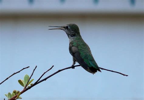 Gambar Cabang Sayap Paruh Hummingbird Fauna Bertulang Belakang