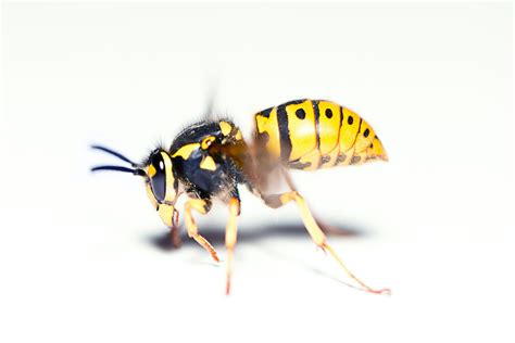 Wasp Control In Calgary Major Pest Control Calgary