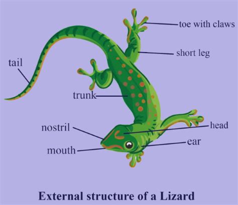 Lizard Labelled Diagram