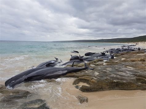 Whales Stranded On Hamelin Bay Australia Beach And Few Of Pilot Whales