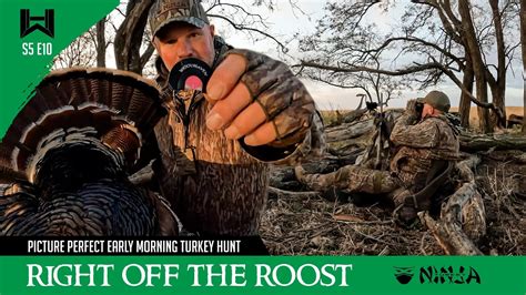 Right Off The Roost Picture Perfect Early Morning Turkey Hunt