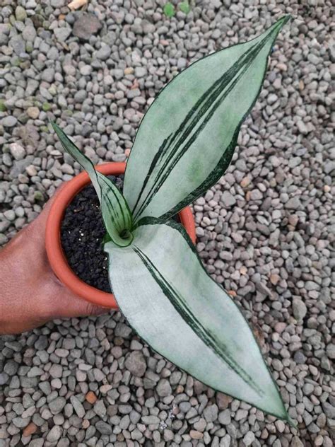 Sansevieria Trifasciata Brazilian Moonshine Bare Rooted