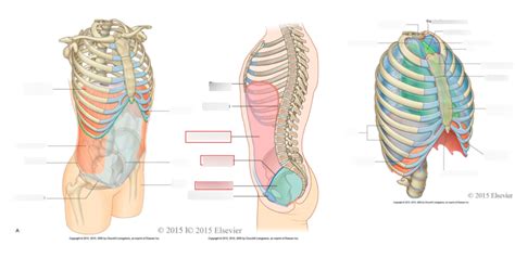 Thoracic And Other Cavities Diagram Quizlet