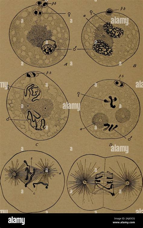 Stages Of Spermatogenesis Hi Res Stock Photography And Images Alamy