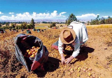 Arequipa Mitad De Cultivos Fueron Perjudicados Por Heladas No