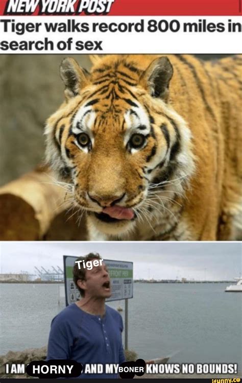 NEW YORK PUST Tiger Walks Record Miles In Search Of Sex EN A Ll IAM HORNY AND MYsoner KNOWS