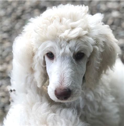 Poodle puppies for sale – Artofit