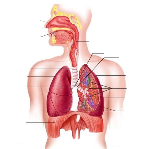 Diagramme De Organisation Appareil Respiratoire Quizlet