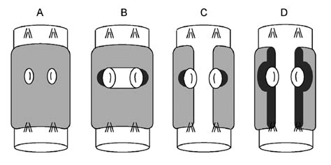 Comparison of the ventral sides of the clitellum in the four new ...