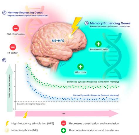 Ijms Free Full Text Norepinephrine Beyond The Synapse