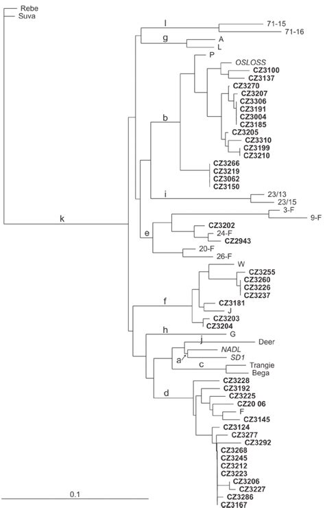 Genetic Typing Of BVDV Isolates In The 5 UTR Region The Phylogenetic