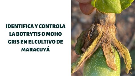 Botritis En El Cultivo De Maracuy Youtube