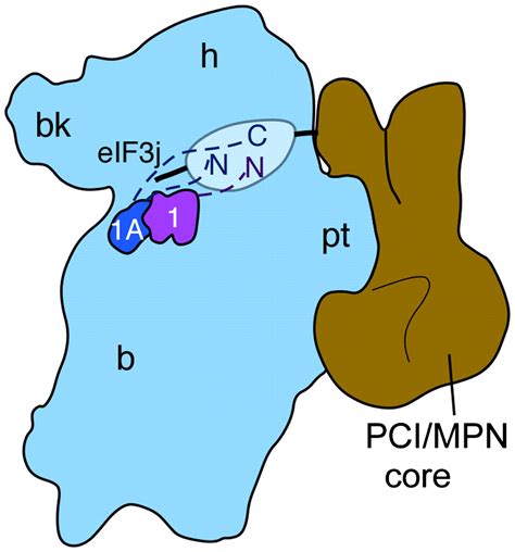 Functional Reconstitution Of Human Eukaryotic Translation Initiation