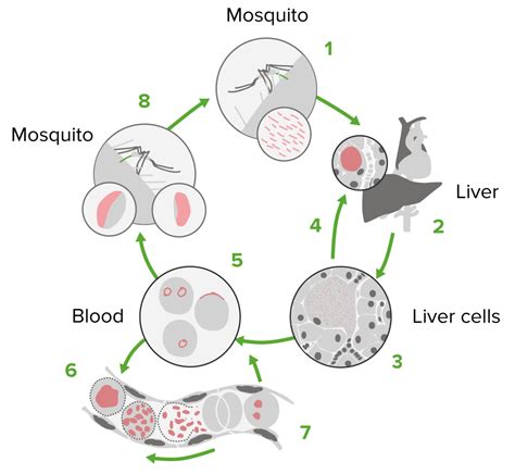 Malaria Plasmodium Life Cycle