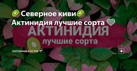 🥝Северное киви🥝 Актинидия лучшие сорта 💚 | Питомник Росток 🌱 | Дзен