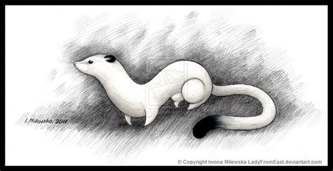 Ermine By Ladyfromeast On Deviantart Stoat His Dark Materials Line