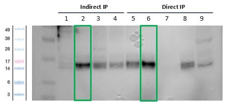 Dynagreen Protein A And Protein A G Magnetic Beads Thermo Fisher