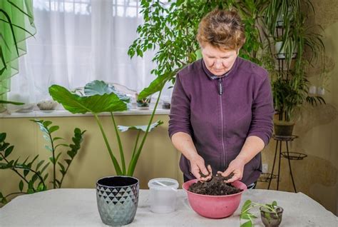 Uma Mulher Transplanta Uma Flor Jardinagem Em Casa Conceito De