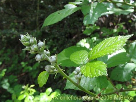 Descripción e imágenes de Rubus ulmifolius Zarzamora Mora una